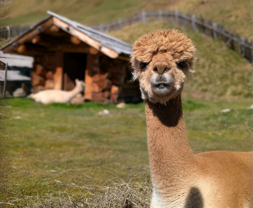 Lama
