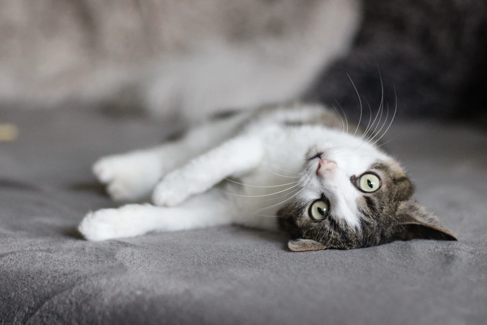 Obrázek nahrál Martin