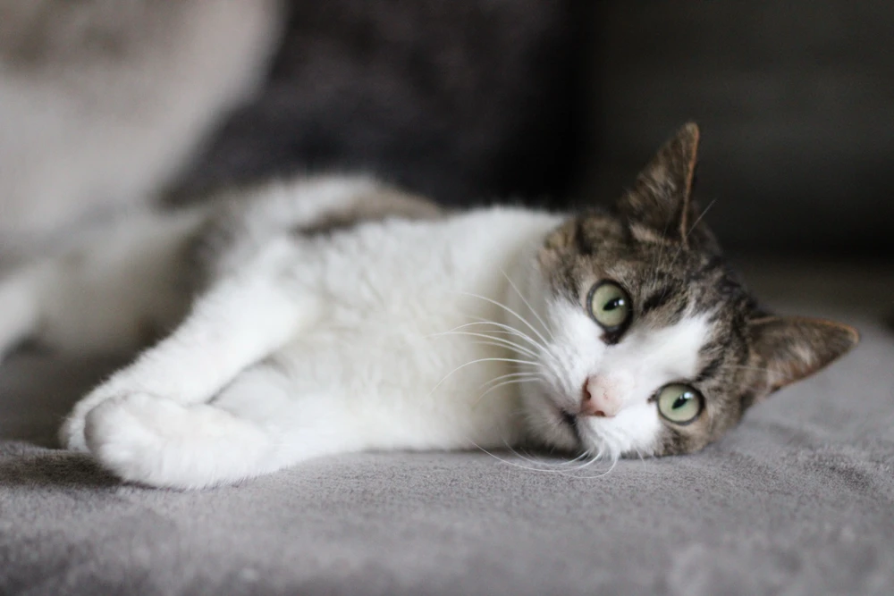 Obrázek nahrál Martin