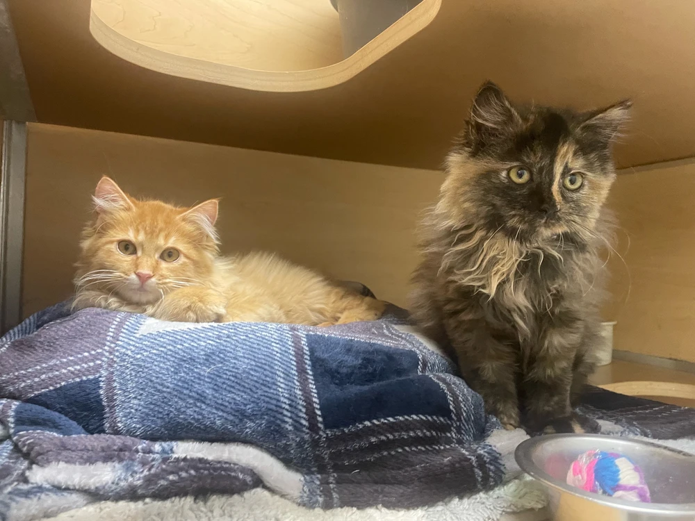 Image uploaded by Robbie