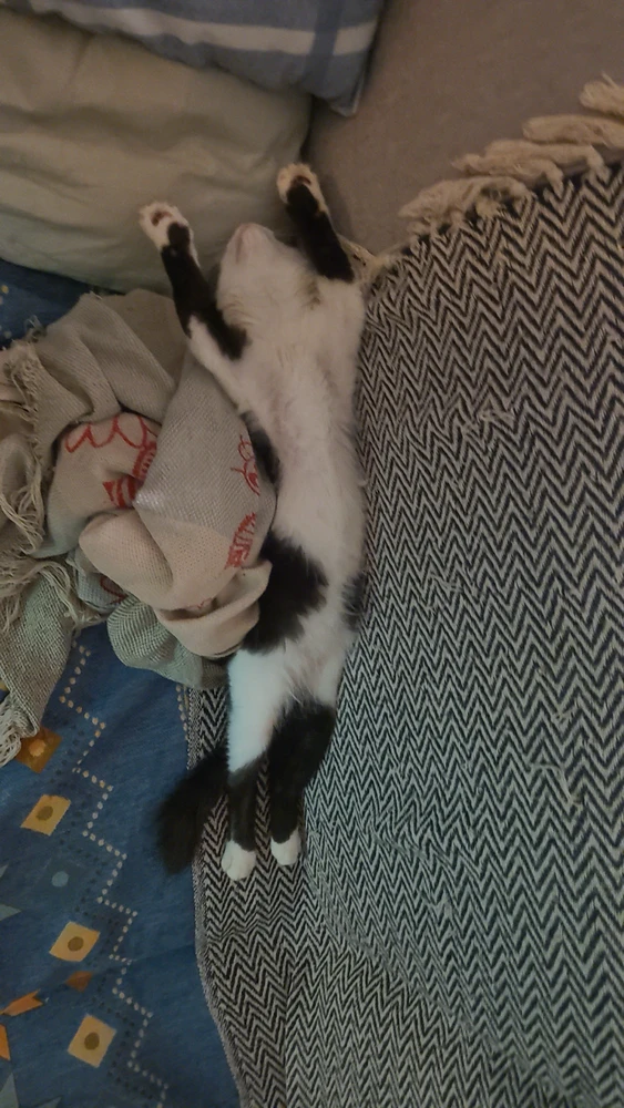 Imagem enviada por Meiry di Caprio