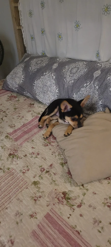 Imagem enviada por Meiry di Caprio