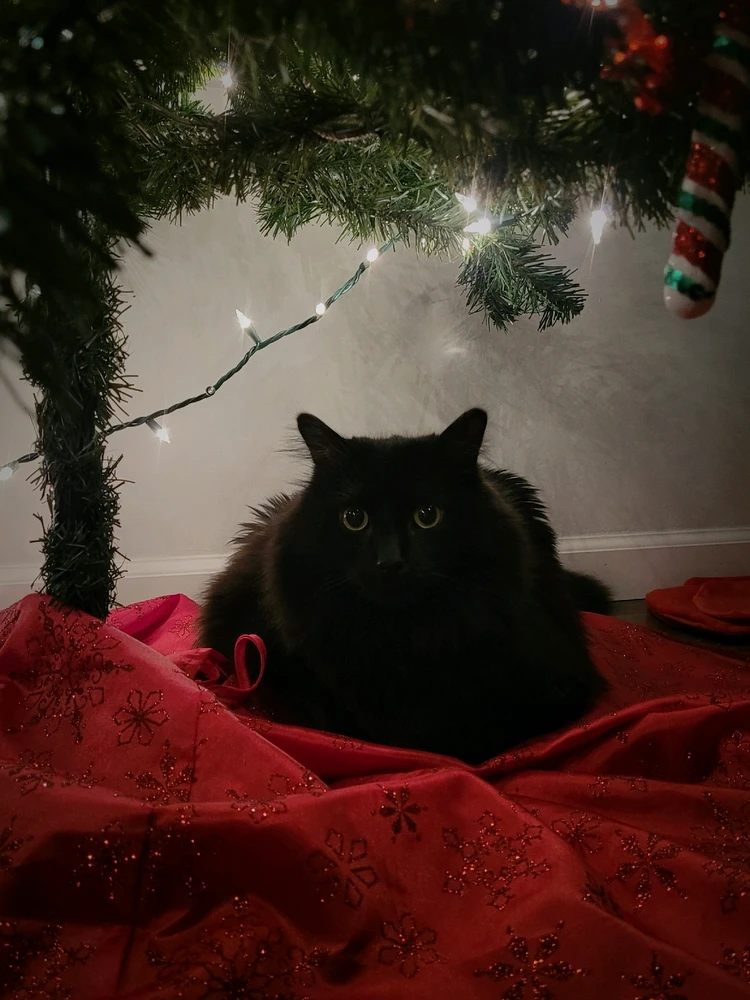 GIF uploaded by Chels