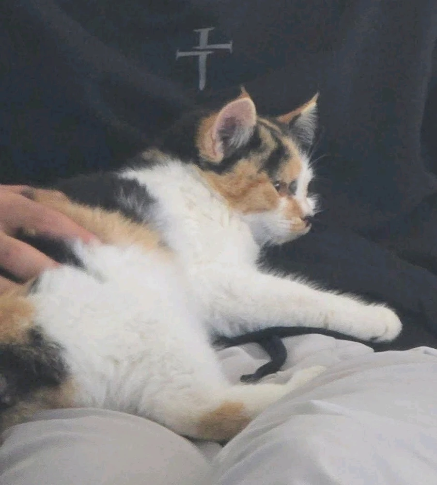 Image uploaded by Stazi