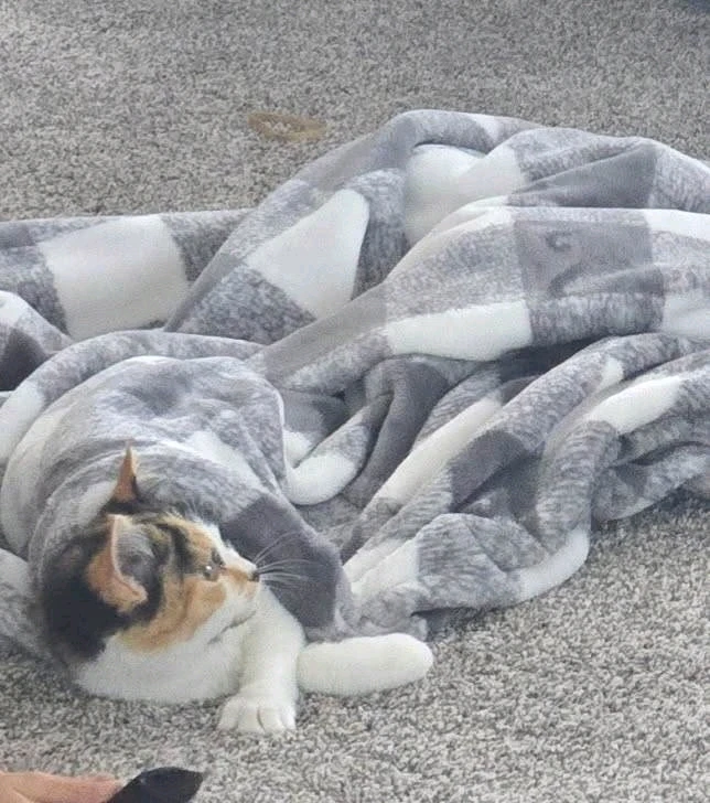 Image uploaded by Stazi