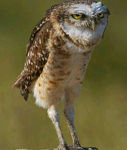 GIF uploaded by Istvan (Steven)