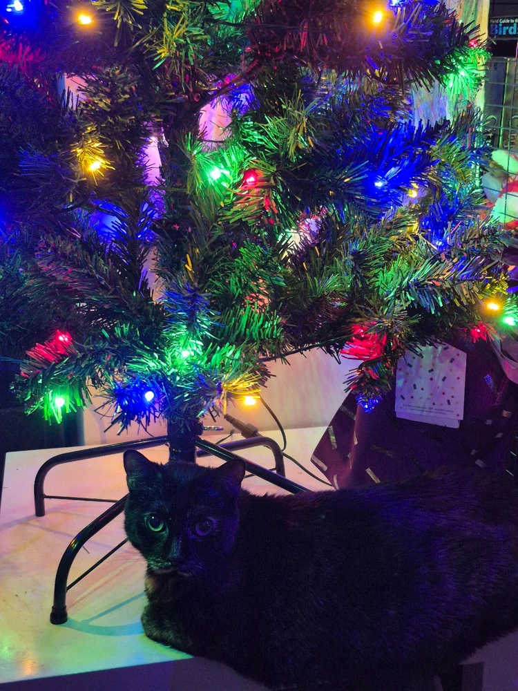 GIF uploaded by Stephanie