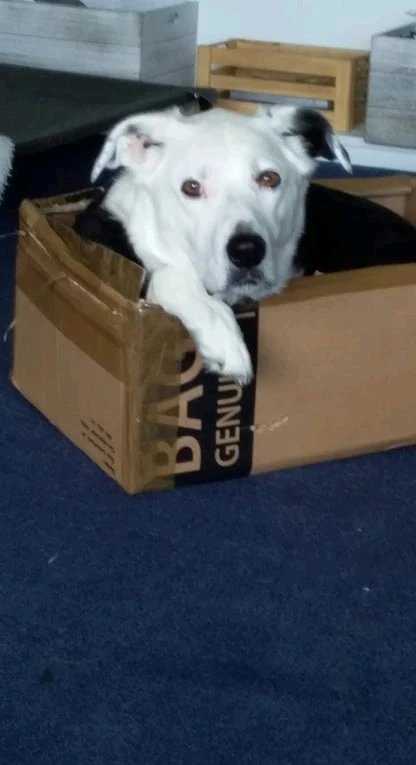 GIF uploaded by Wyatt