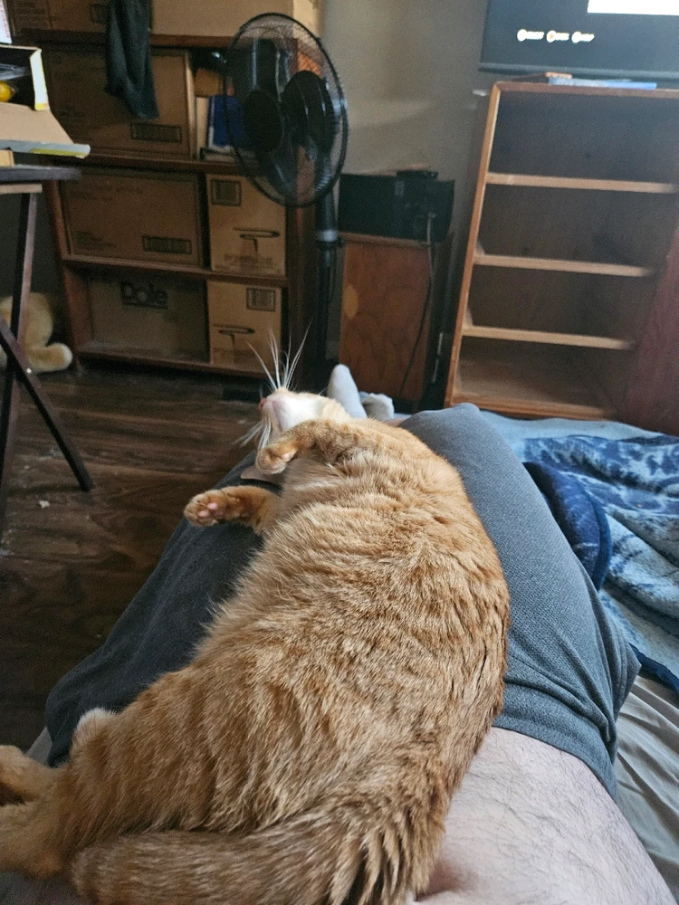 Image uploaded by Micheal