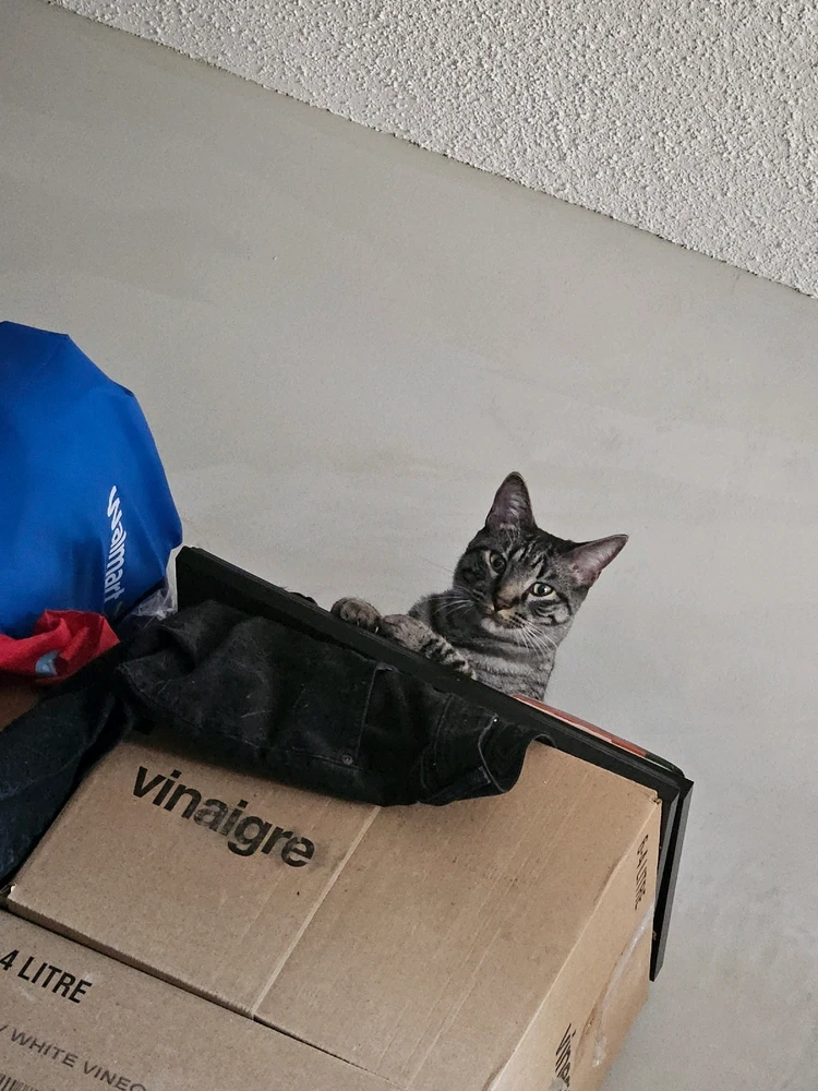 Image uploaded by Micheal