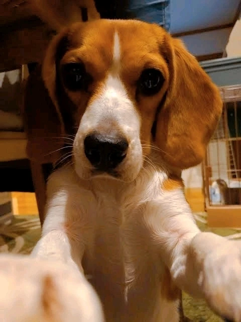 GIF uploaded by 𝓢𝓮𝓻𝓮𝓷 • 𝓢𝓮𝓻𝓮𝓷𝓭𝓲𝓹𝓲𝓽𝔂