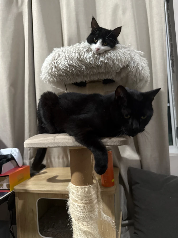 Image uploaded by Harvey