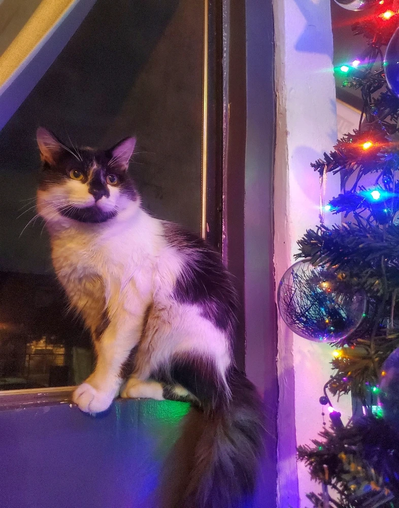 GIF subido por Alexis Ricardo