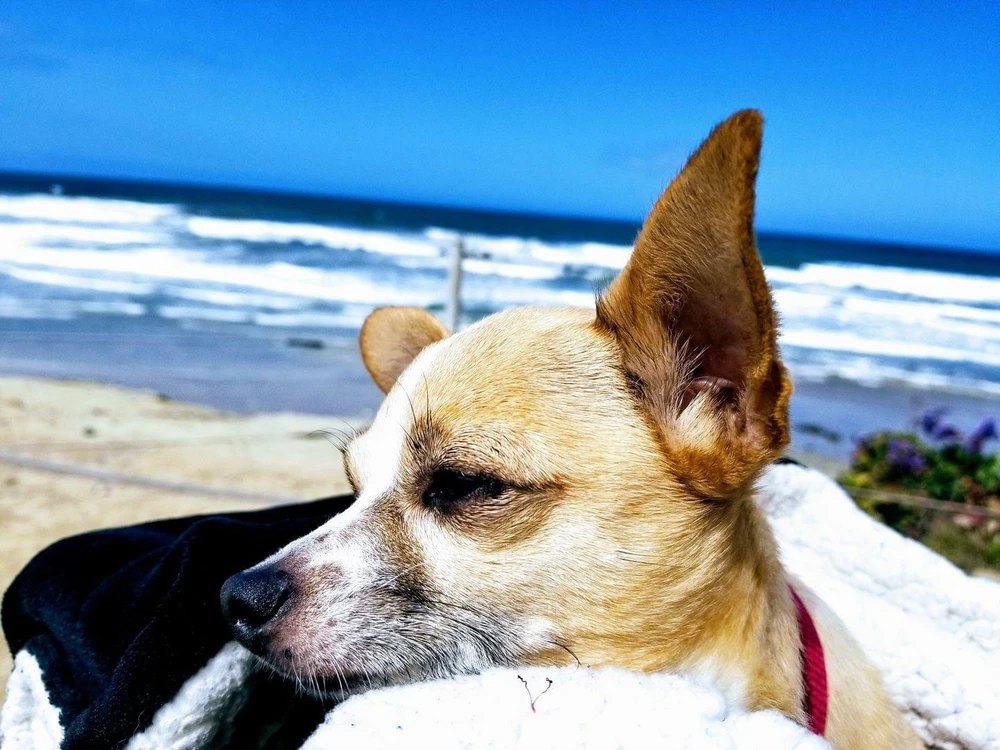 Image uploaded by Lordswitch