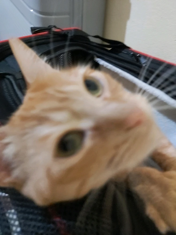 Image uploaded by Rima