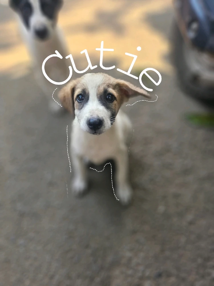 Image uploaded by Swapnil