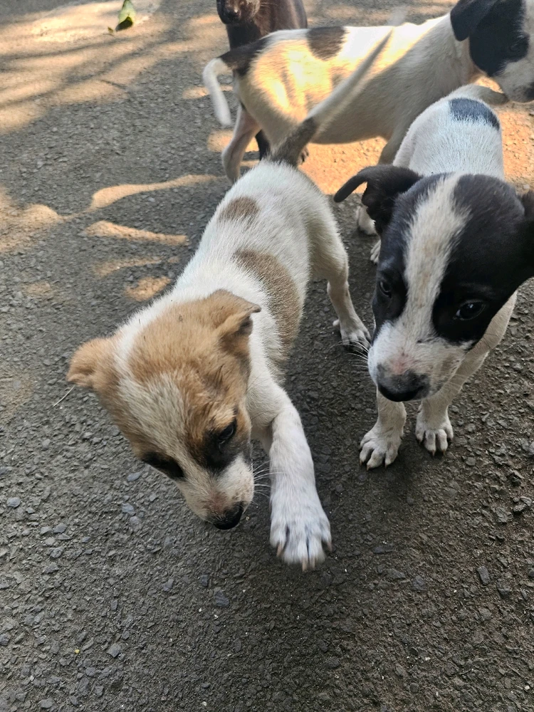 Image uploaded by Swapnil