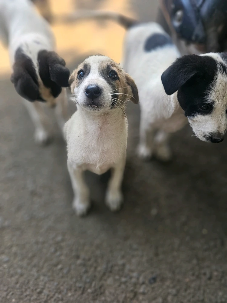 Image uploaded by Swapnil