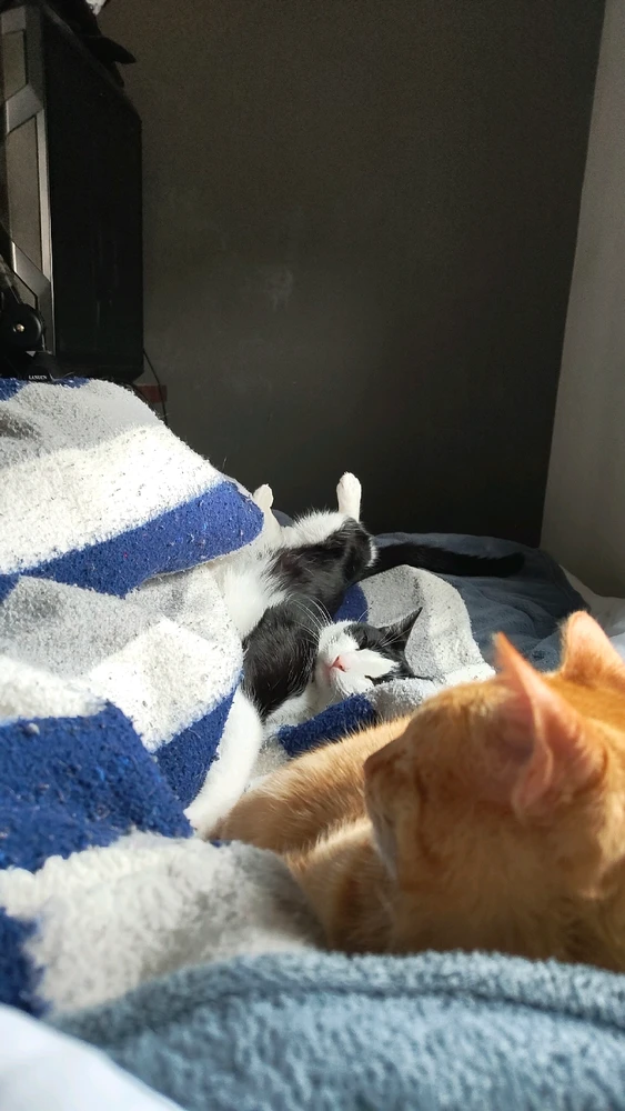 Miki上传的GIF