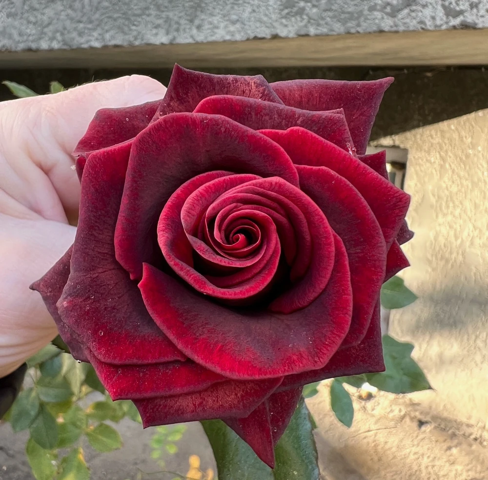 GIF uploaded by 𝔇𝔦𝔞𝔫𝔞