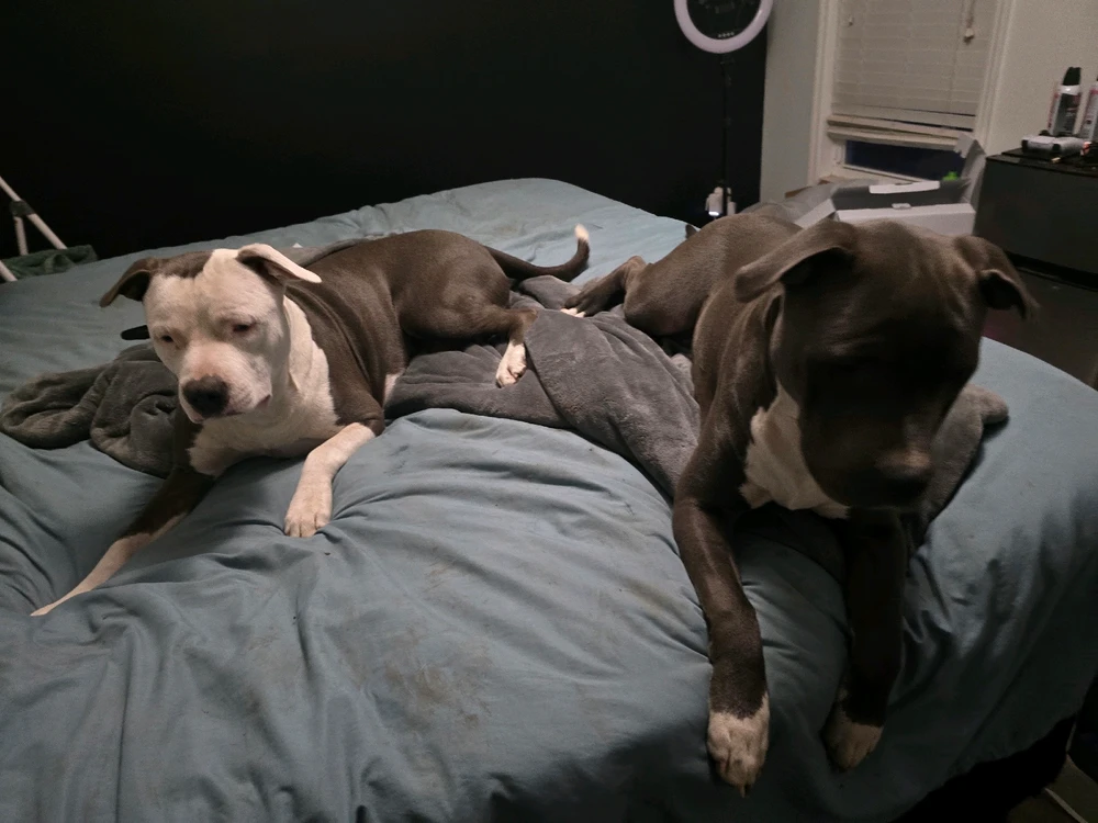 GIF diunggah dening Gabbie