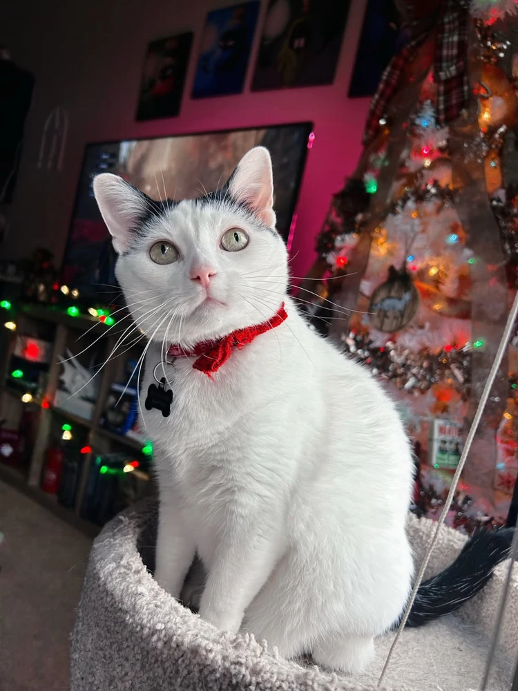 GIF uploaded by Sebastian