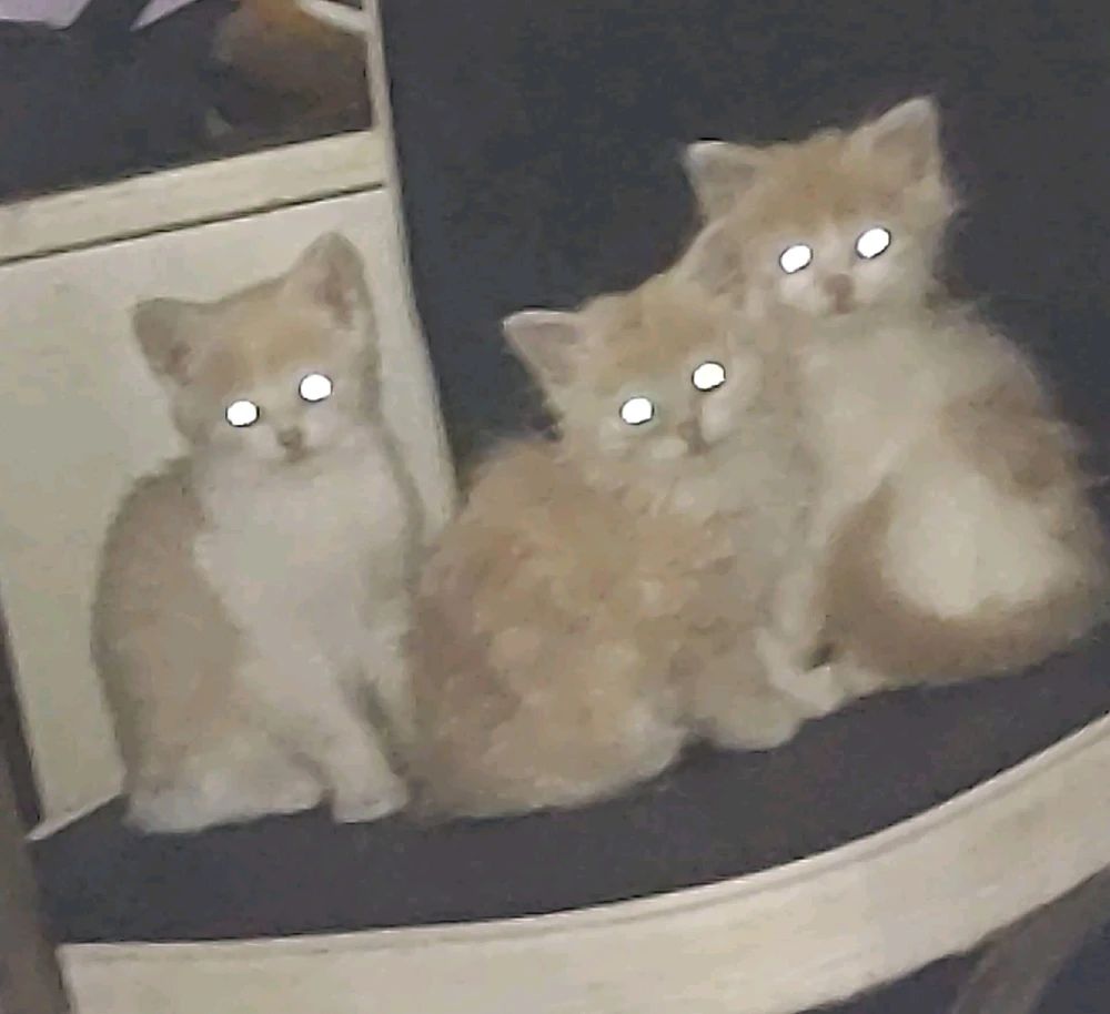 Image uploaded by David