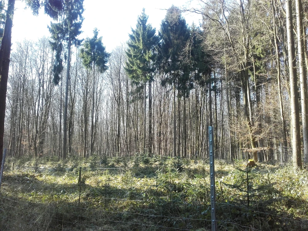 Bild hochgeladen von Felix