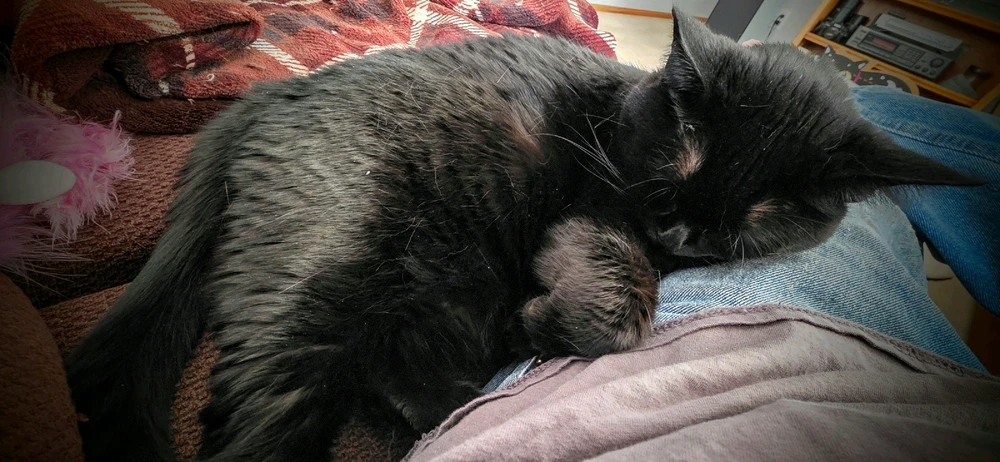 GIF uploaded by >ꋖꁏꋊꂖ(°~°)