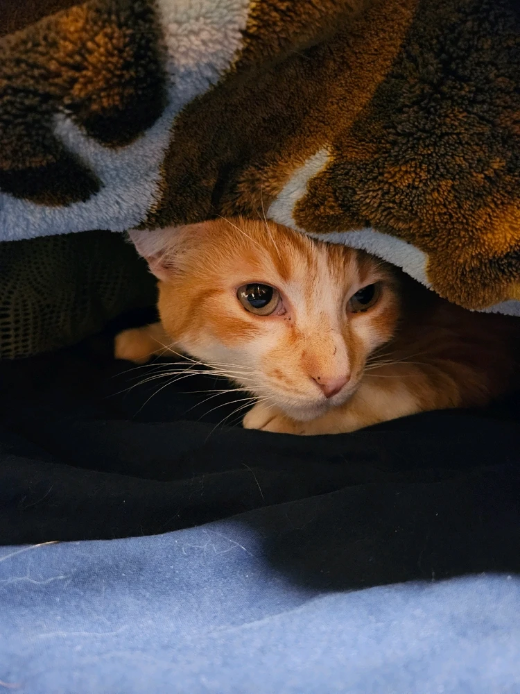 GIF uploaded by Mackenzie (Nightshade)