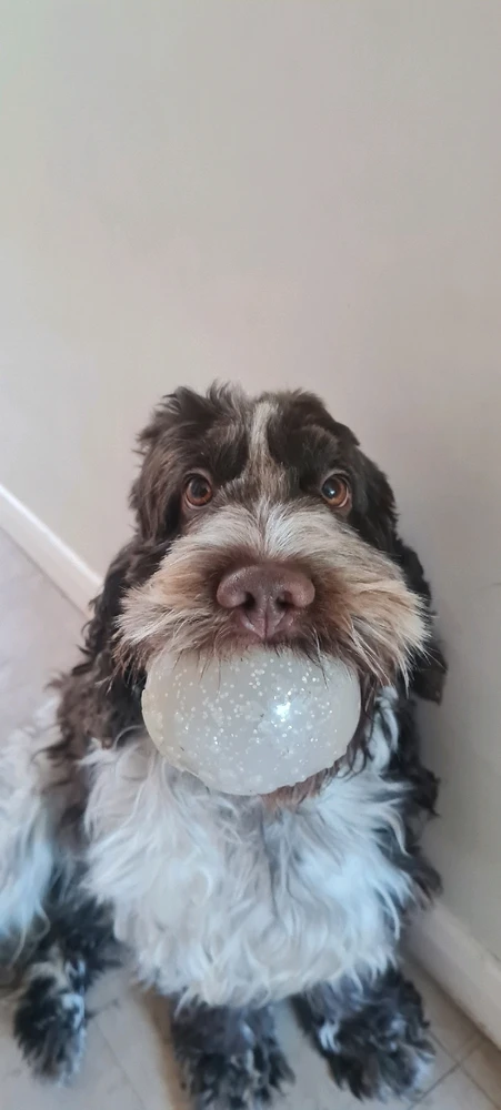 GIF uploaded by Kyle