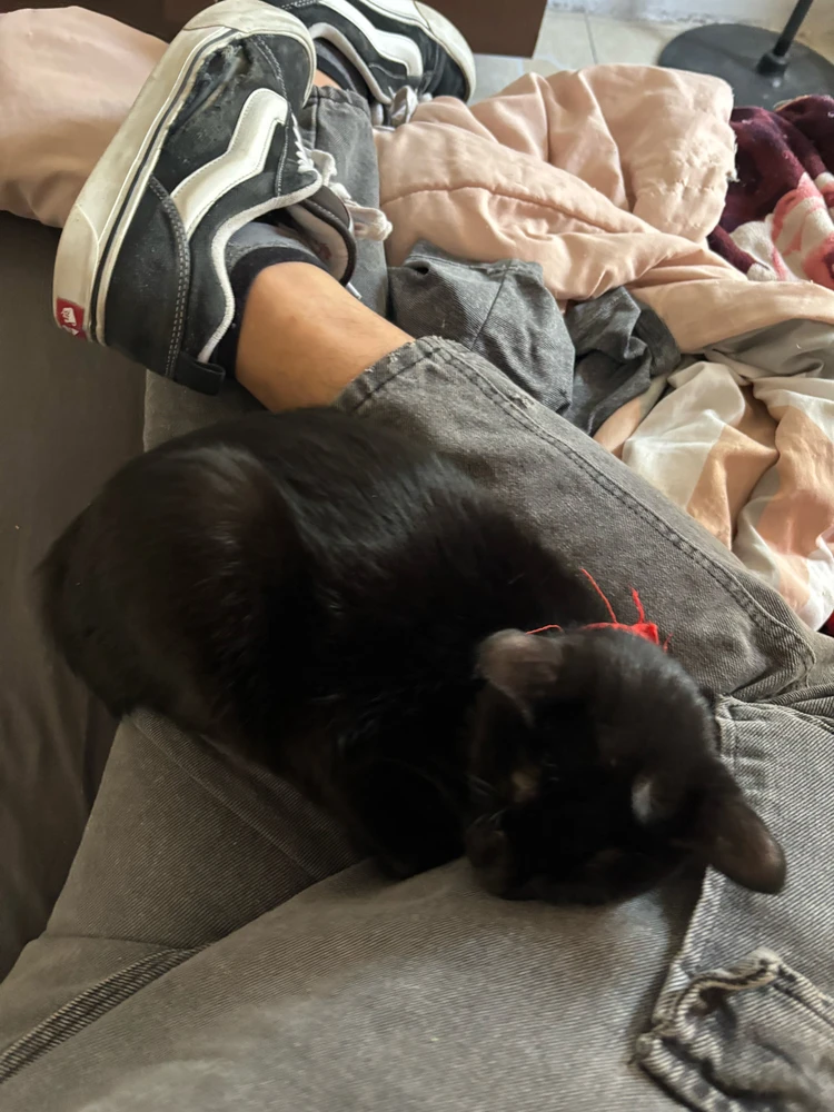 GIF subido por Francisco