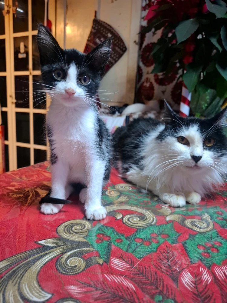 GIF subido por Luis Antonio