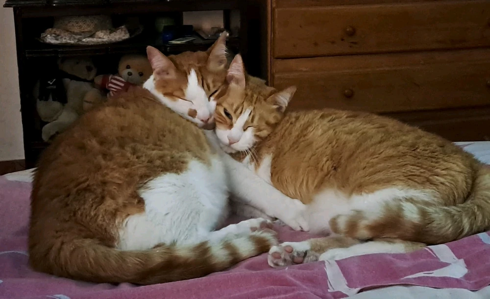 GIF uploaded by Andrés