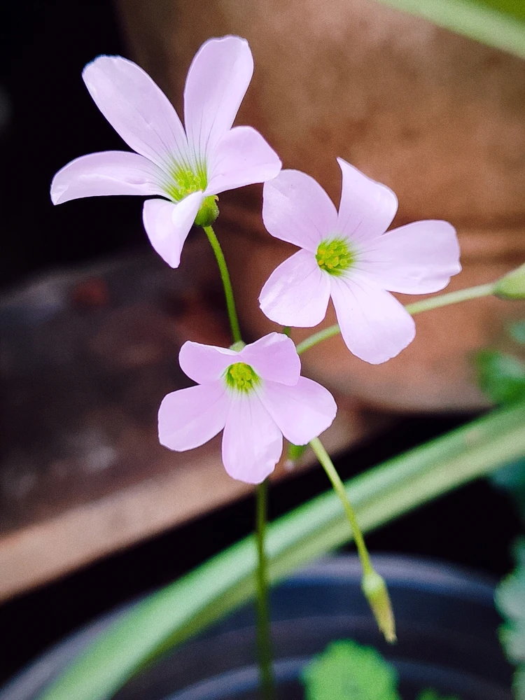 Image uploaded by sebastian