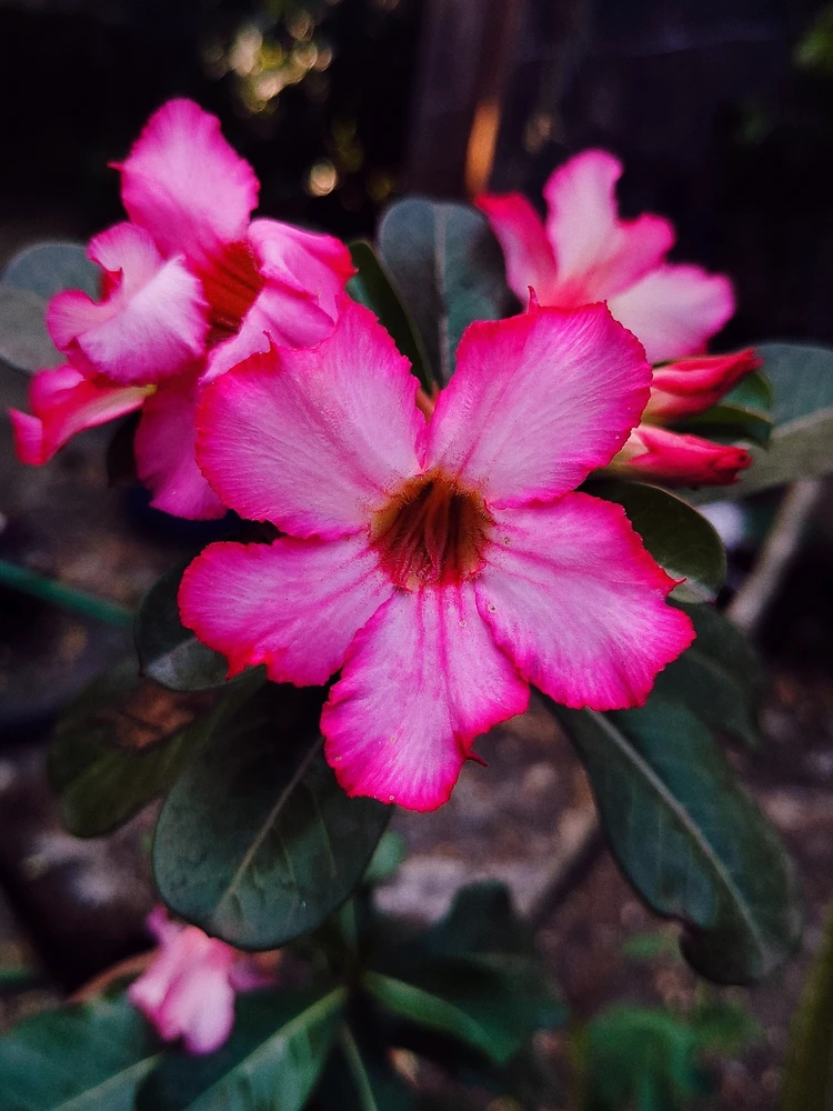 Image uploaded by sebastian