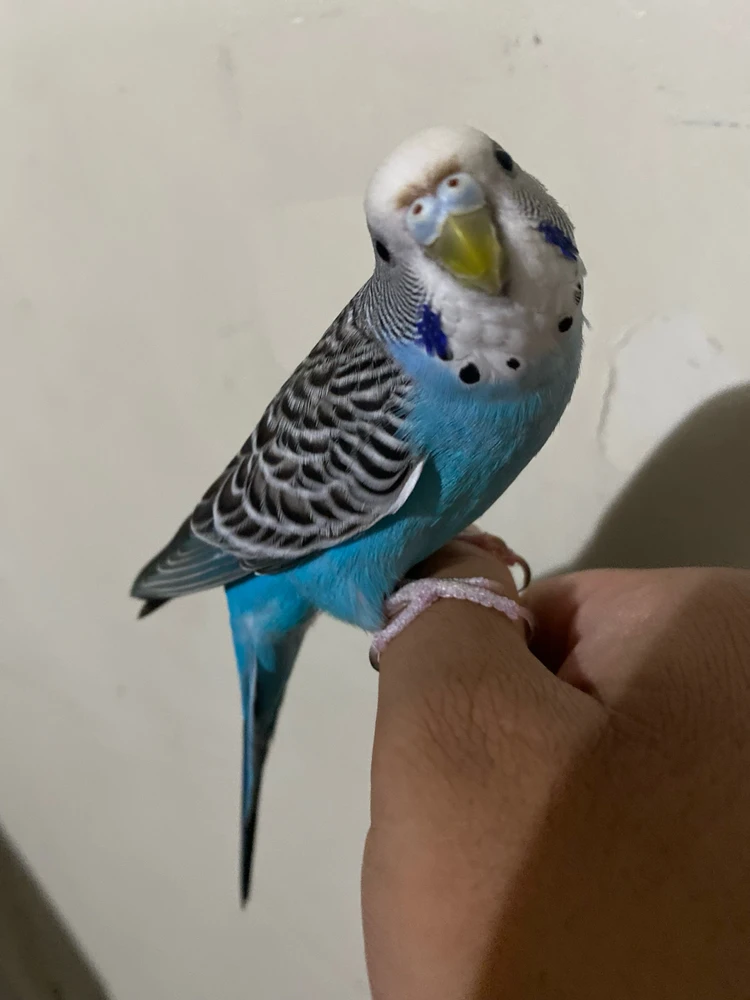 Image uploaded by Javier