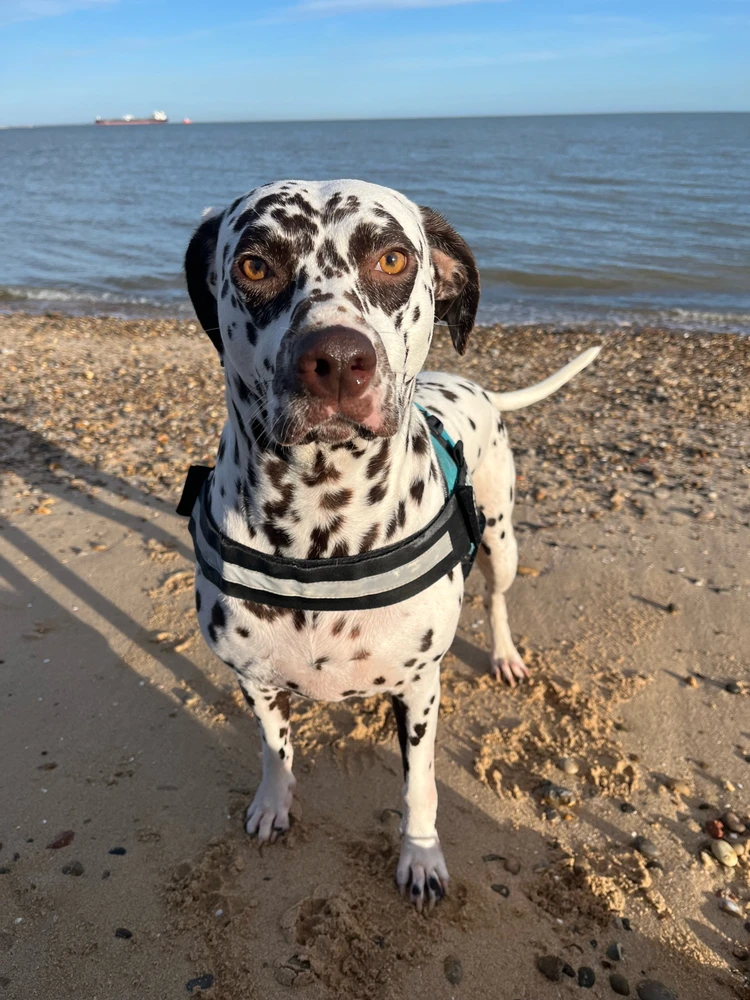 GIF uploaded by Blake