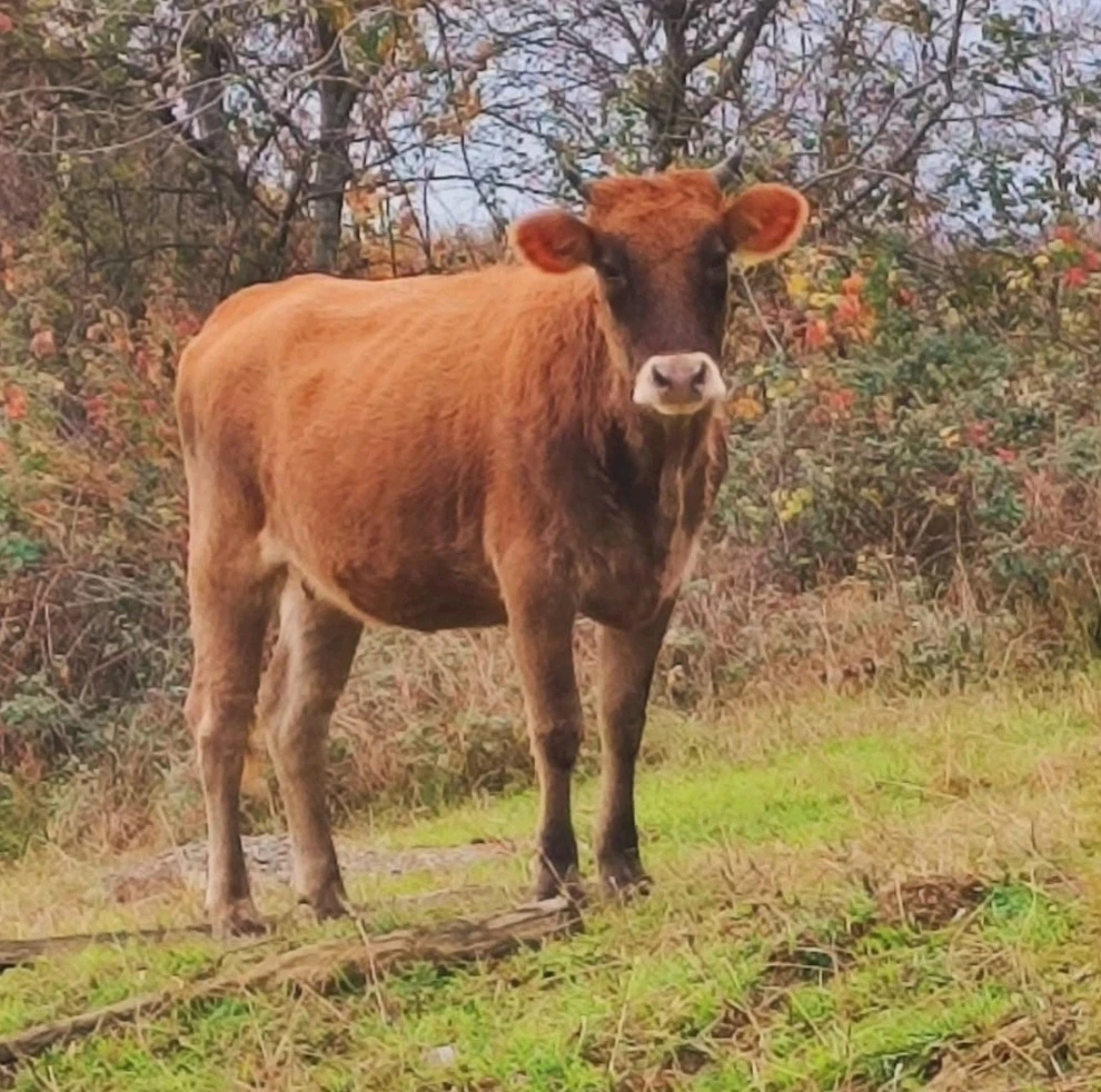 Image uploaded by Marissa