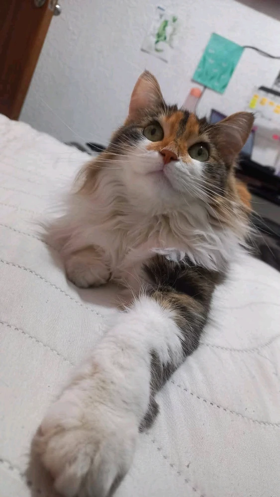 Imagen subida por Juan Carlos