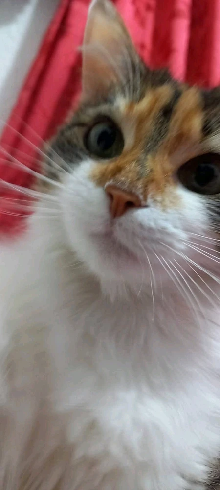 Imagen subida por Juan Carlos