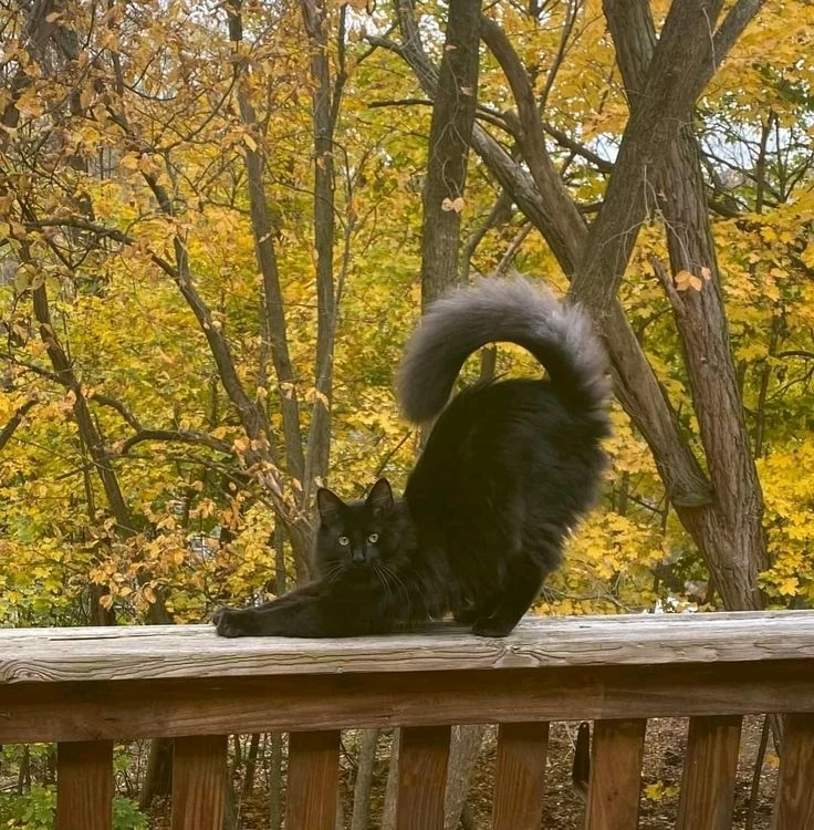 GIF subido por Kiara