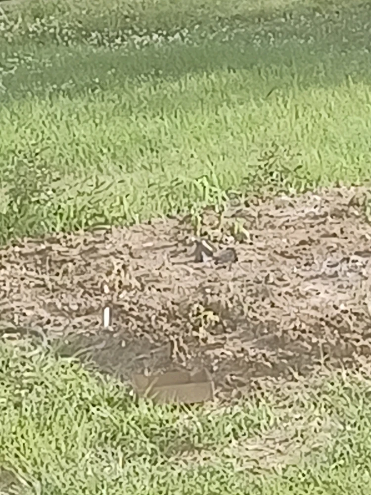 Image uploaded by Bruce elliott