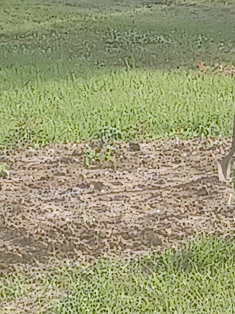 Image uploaded by Bruce elliott