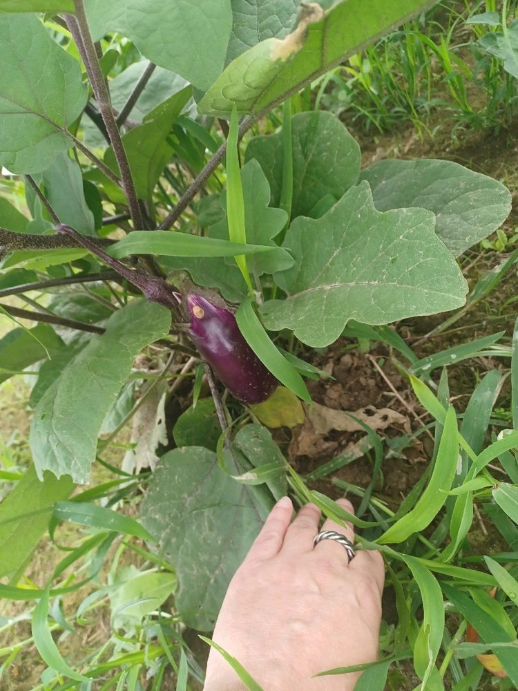 Image uploaded by Bruce elliott