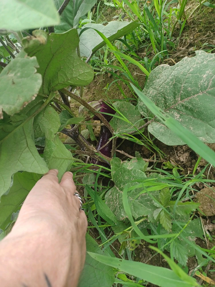 Image uploaded by Bruce elliott