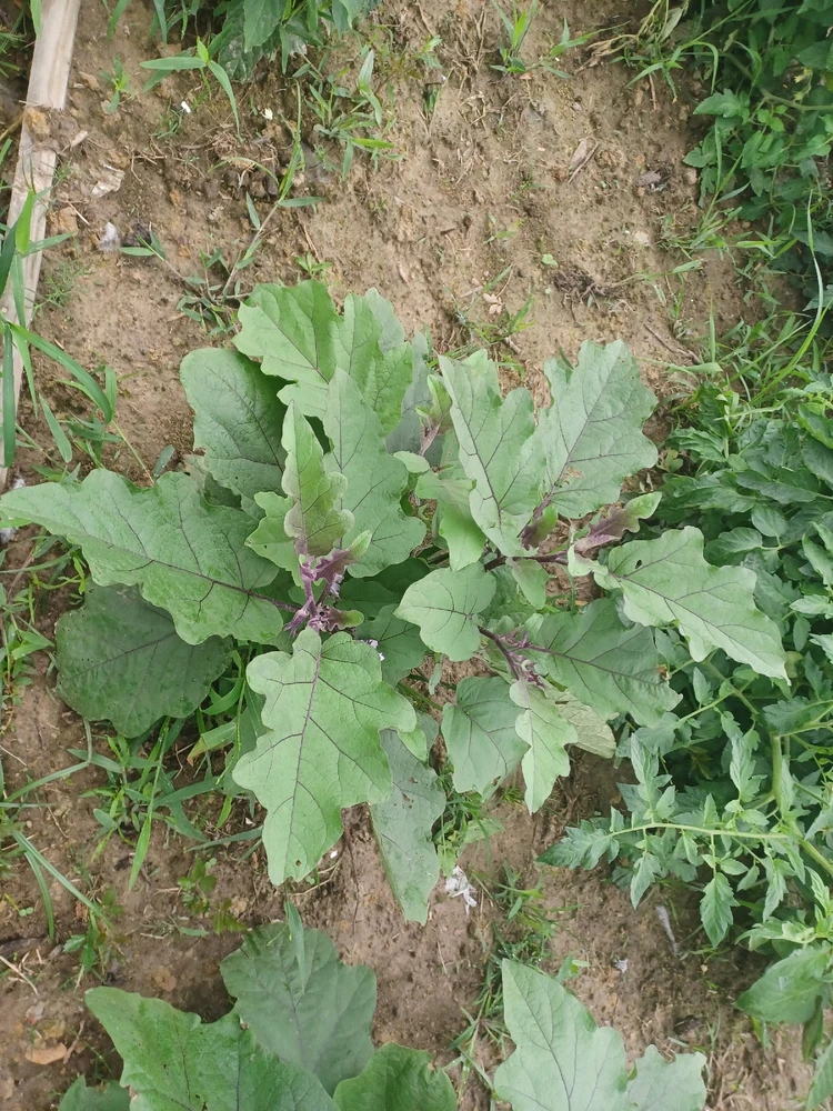 Image uploaded by Bruce elliott