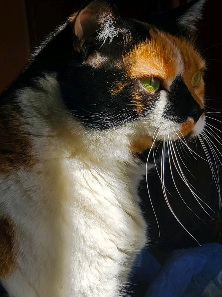 GIF diunggah dening Mea