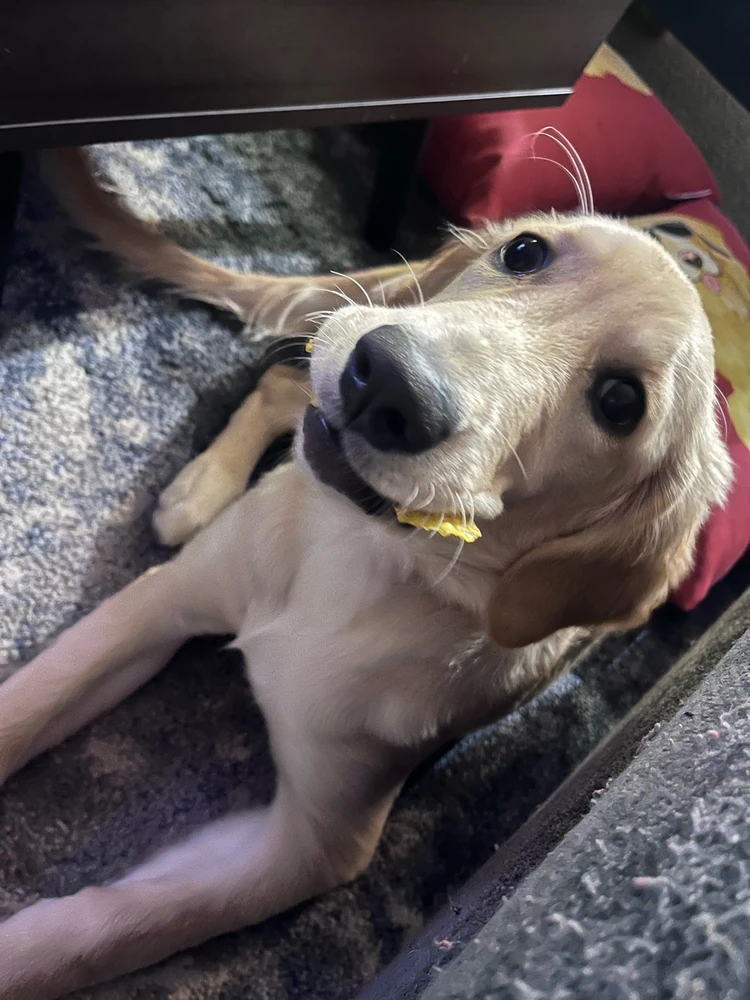 She stole my Doritos 😭