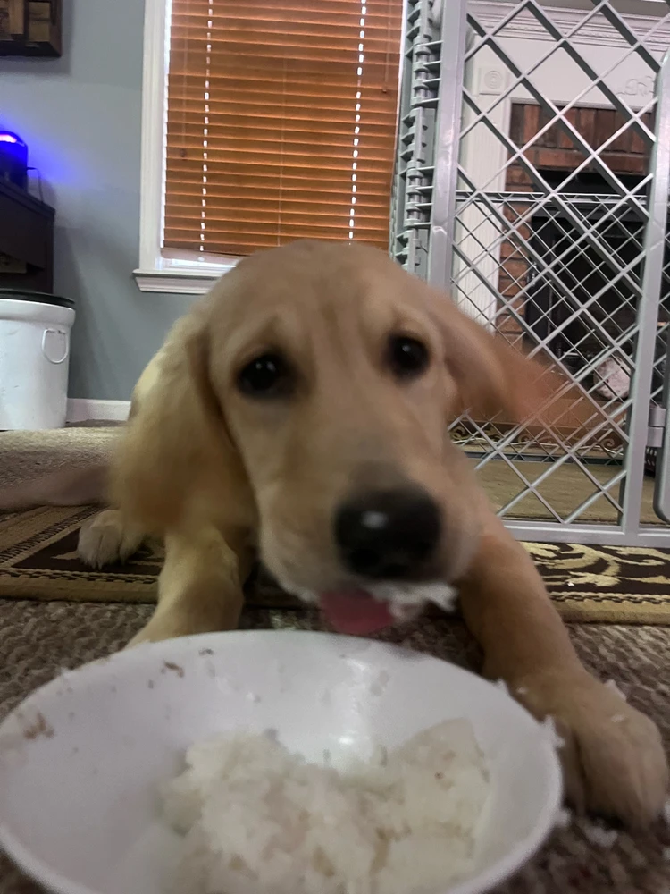 She got to try rice, I think she likes it.